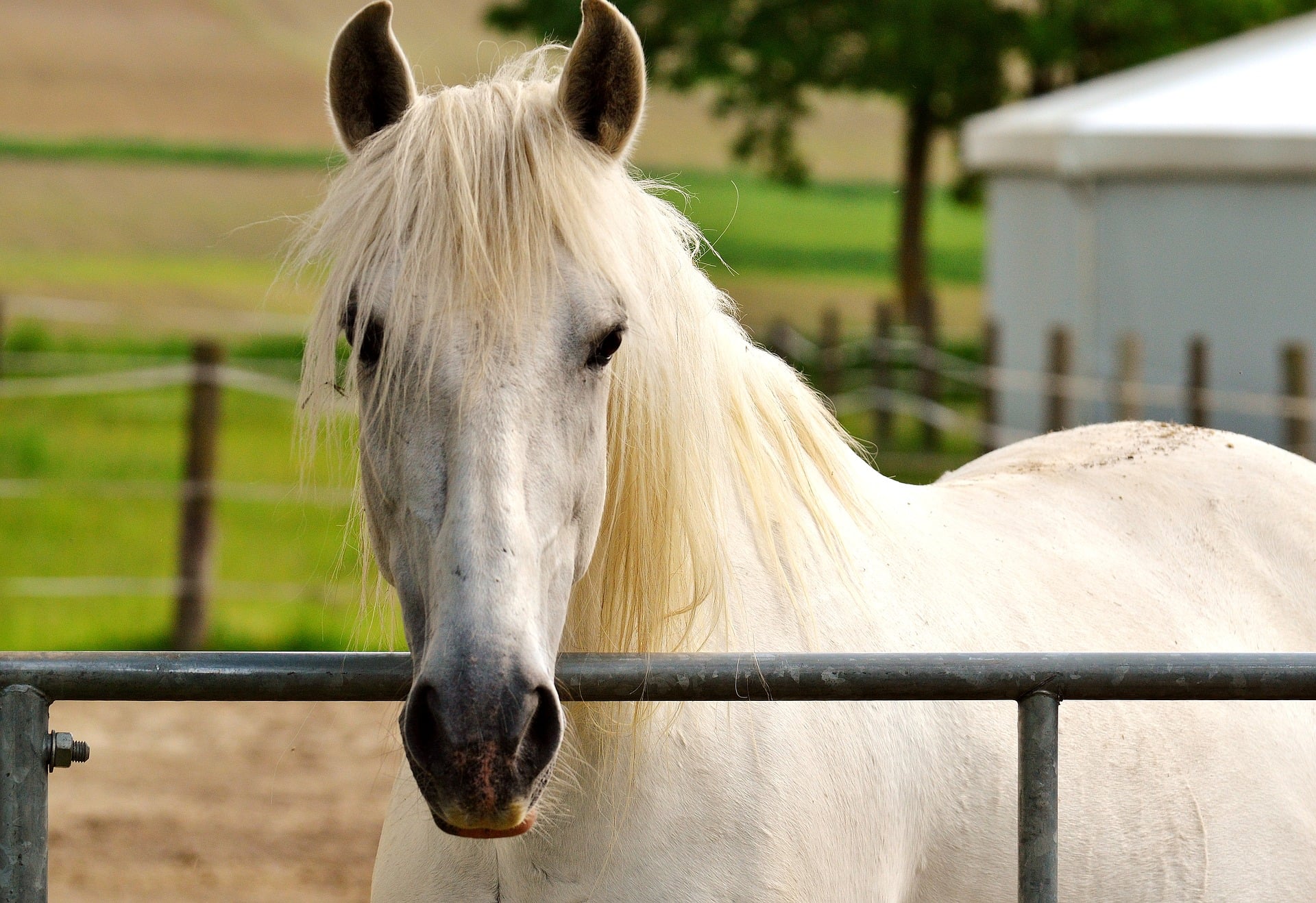 Worming: Reducing Resistance to Wormers - Horse Health Programme