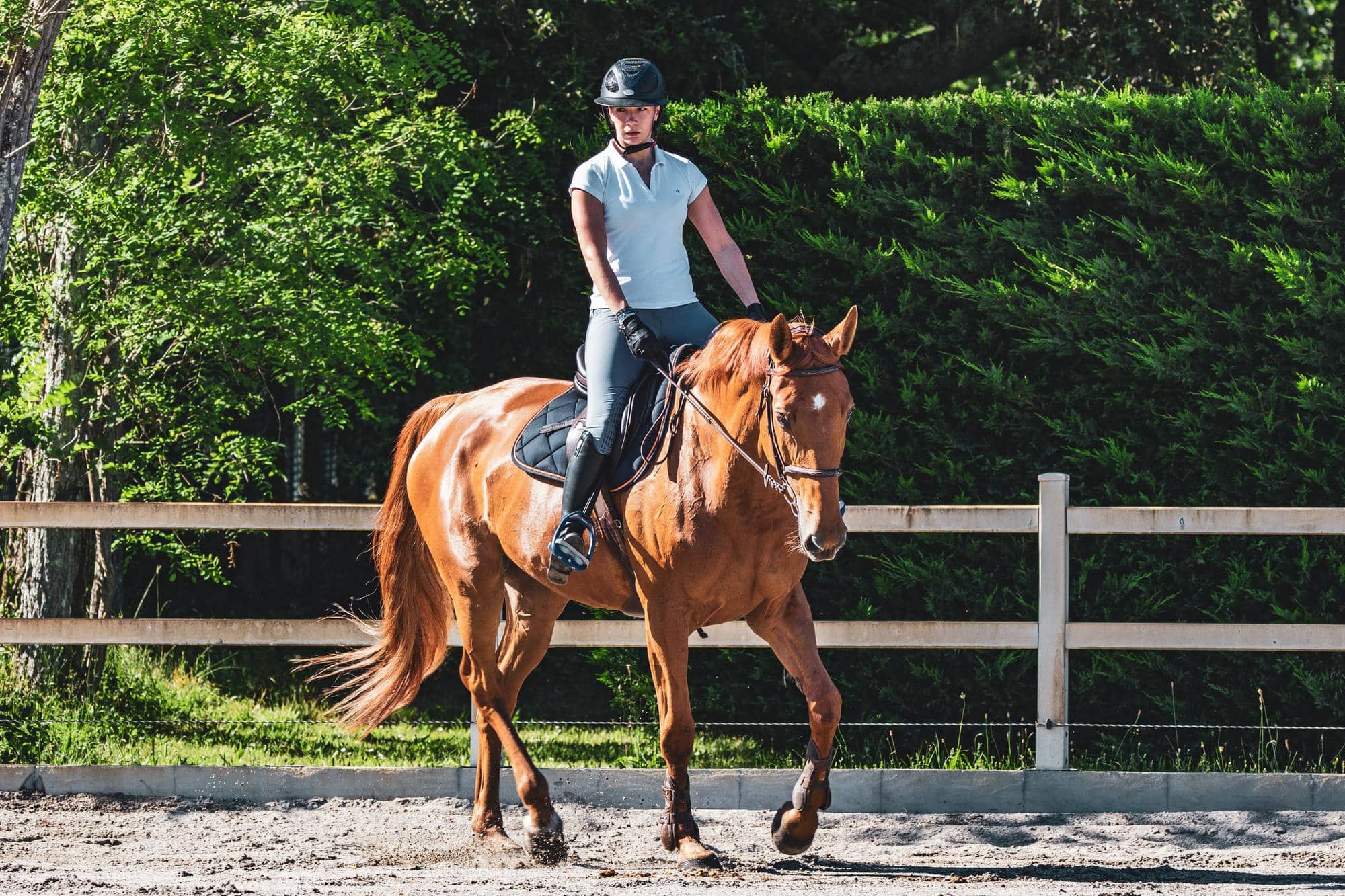 a-basic-fitness-plan-for-your-horse-horse-health-programme