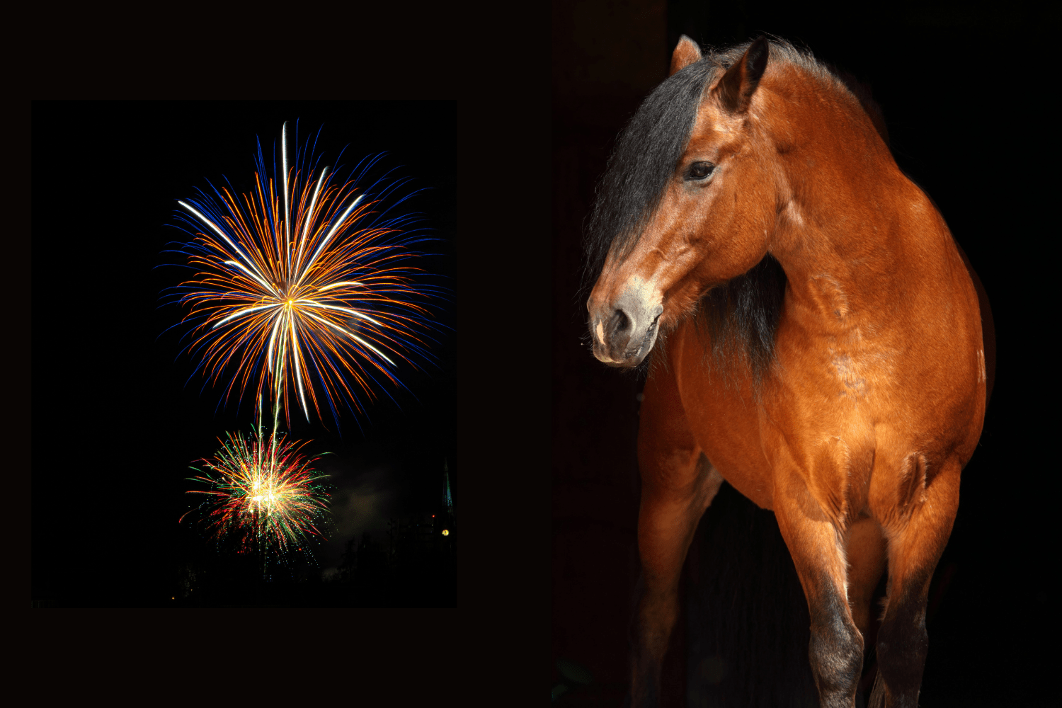 Advice on fireworks night - Horse Health Programme