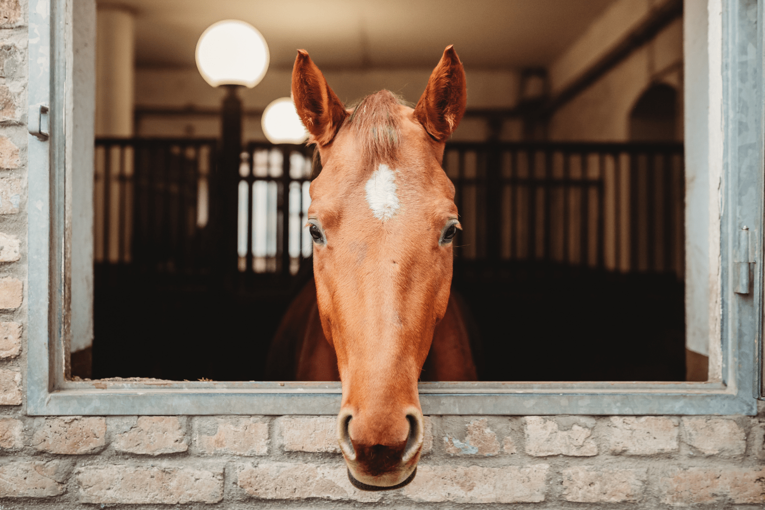 horse choke after care