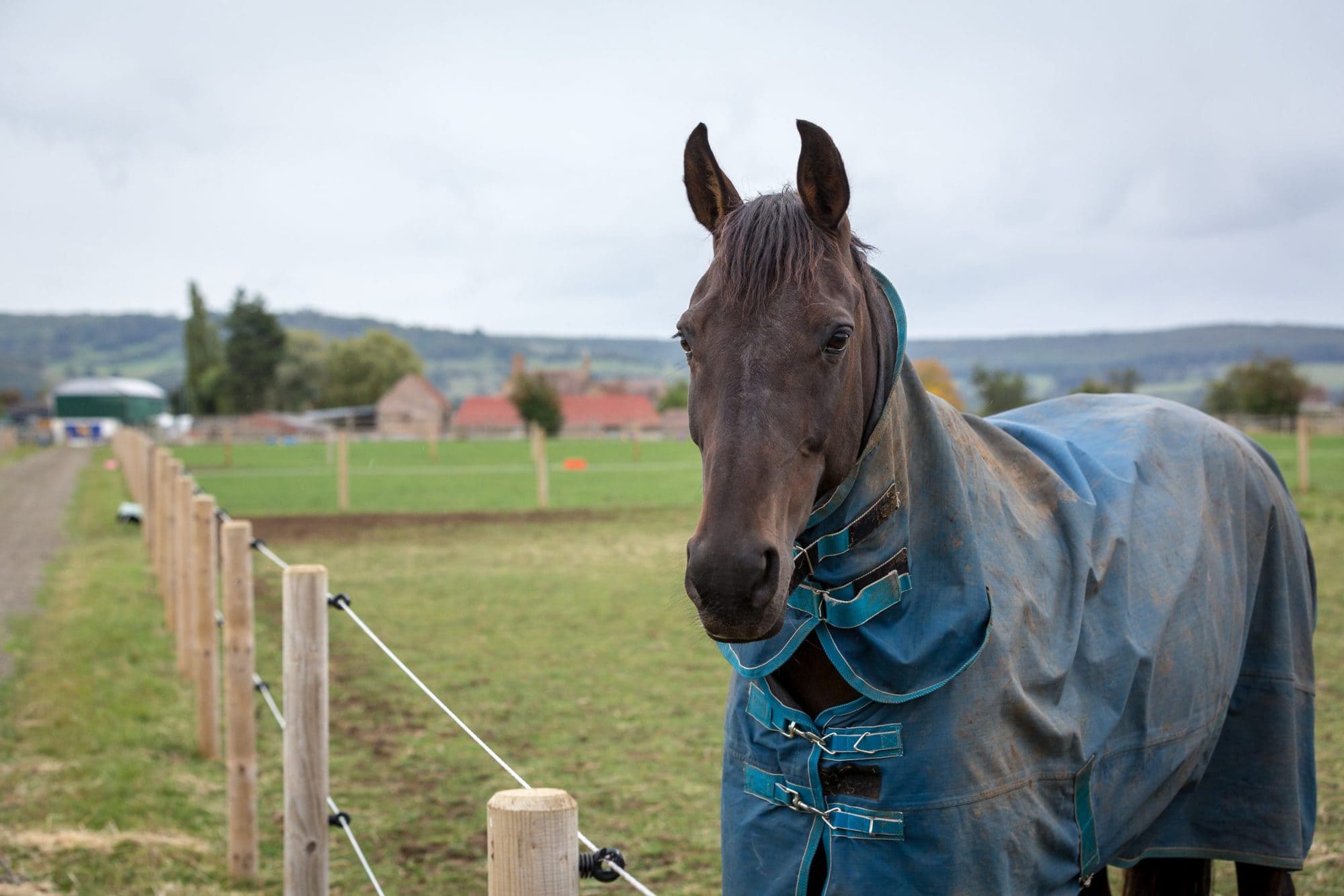 rugging-your-horse-horse-health-programme