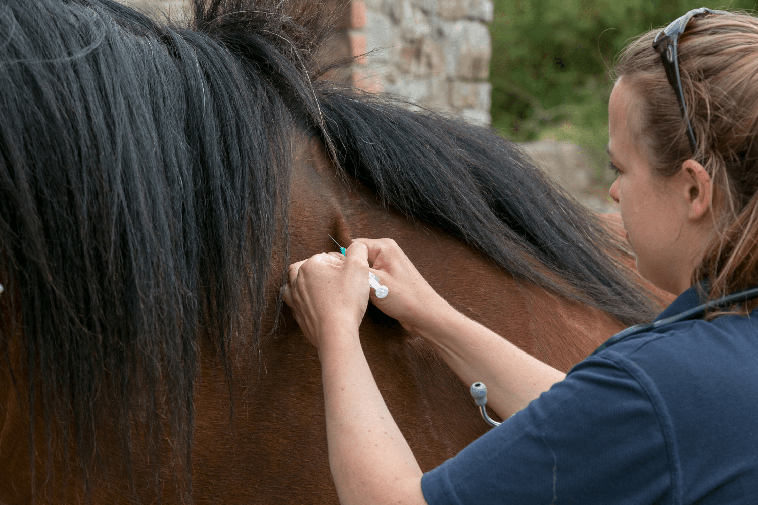 vaccinations-horse-health-programme