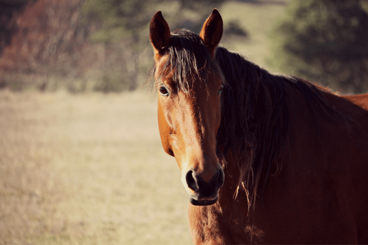 sarcoids in horses