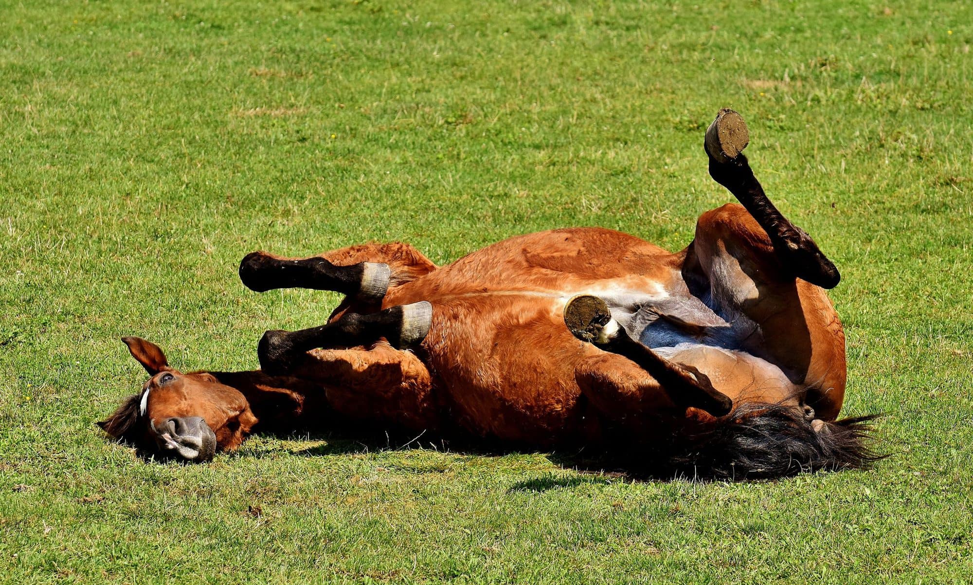 colic-how-to-recognise-it-and-what-to-do-horse-health-programme